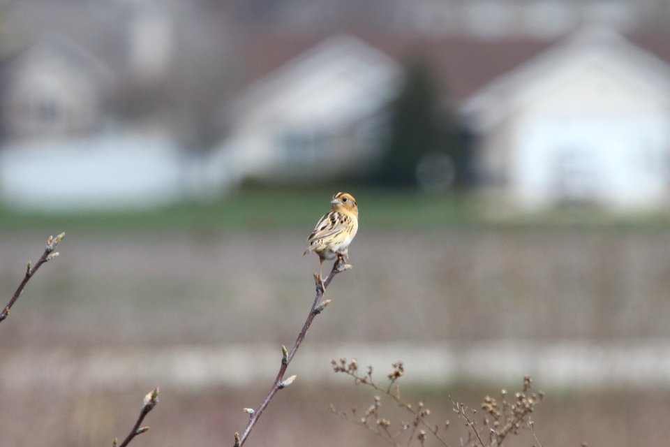 IMG 9205c LeConte's Sparrow Bourbonnais IL 4-24-2018
