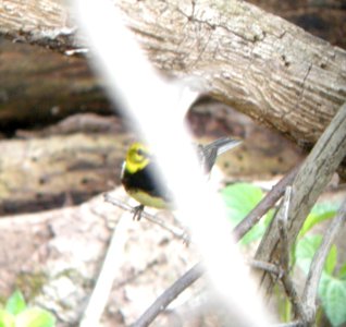 DSCN3174 c Black-throated Green Warbler Bourbonnais IL 5-5-2014 (Photo thru bins)