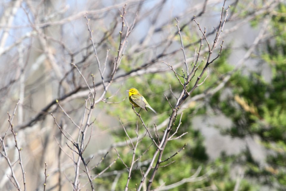 IMG 9553c Prairie Warbler Mazonia Lakes Kankakee Co IL 5-7-2018