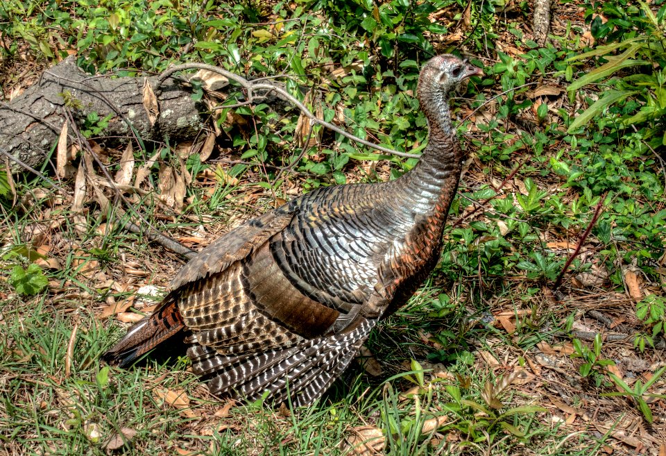Juvenile Wild Turkey at the Ocmulgee National Monument.