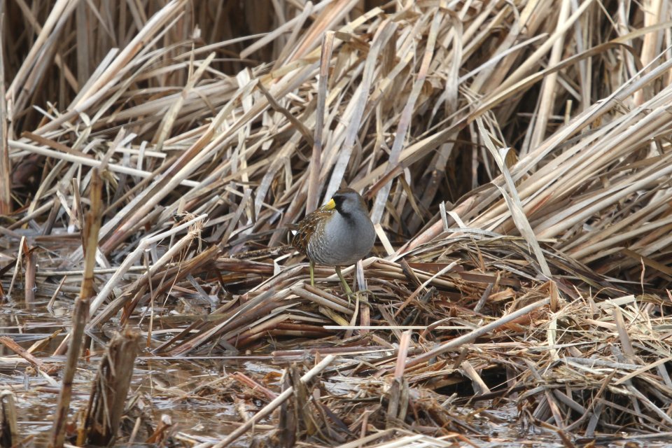 IMG 8493c Sora Willowhaven Area Kankakee Co IL 3-28-2018