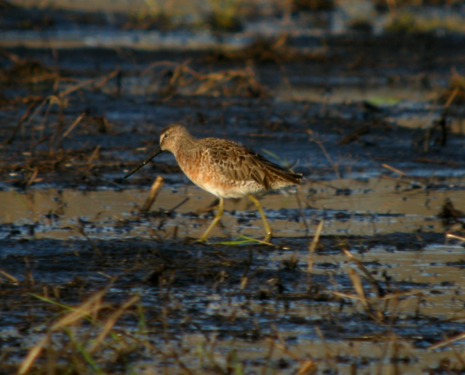 DSCN3068 c LB Dowitcher TNC Kankakee Sands IN 4-22-2014