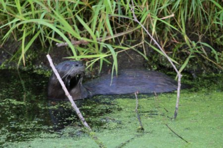 IMG 1478c NA River Otter LaSalle FWA IN 8-30-2018