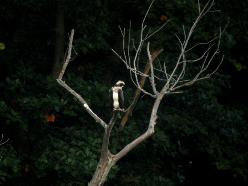 DSCN0047c Osprey LeVasseur Park Kankakee IL 9-22-2018