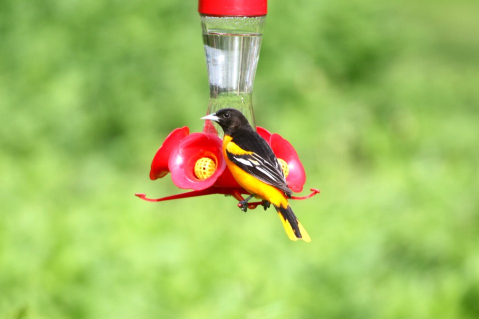 IMG 9724c Baltimore Oriole Hse Kankakee IL 5-11-2018