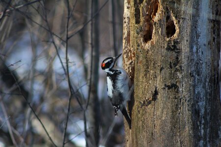 Tree bird nature