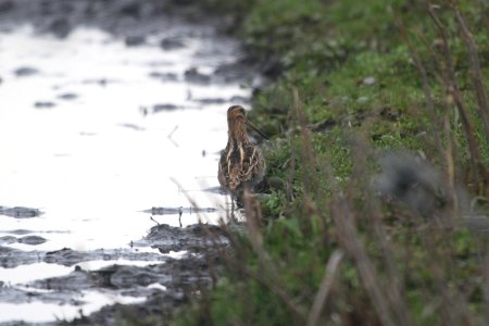 IMG 9073c Wilson's Snipe Pembroke Twp Kankakee Co IL 4-21-2018