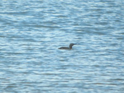 DSCN0533c Red-throated Loon Tony Knowles Coastal Trail +Westchester Lagoon Anchorage AK 8-17-2018 photo