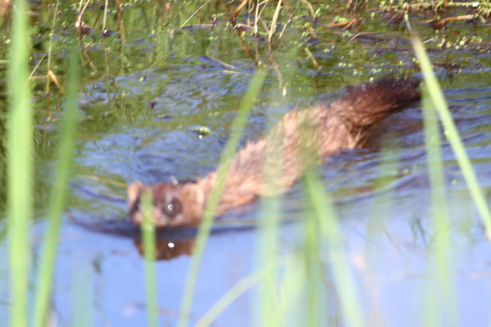 IMG 9670c Mink TNC Kankakee Sands Newton Co IN 5-10-2018