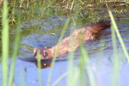 IMG 9670c Mink TNC Kankakee Sands Newton Co IN 5-10-2018