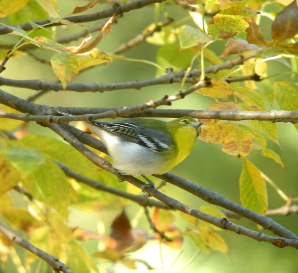 DSCN0821 c Yellow-throated Vireo Kankakee IL 10-08-2013