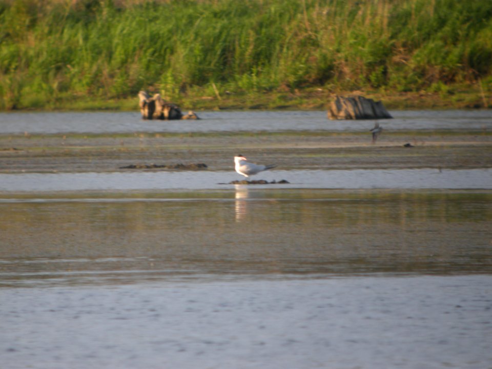 DSCN9926c Caspian Tern LaSalle FWA IN 5-18-2018