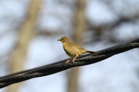 IMG 9484c Common Yellowthroat Hse Kankakee IL 5-4-2018