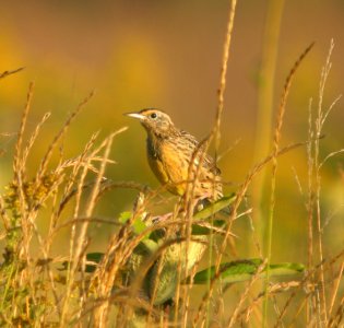 DSCN0611 c Eastern Meadowlark Kankakee Co IL 9-14-2013