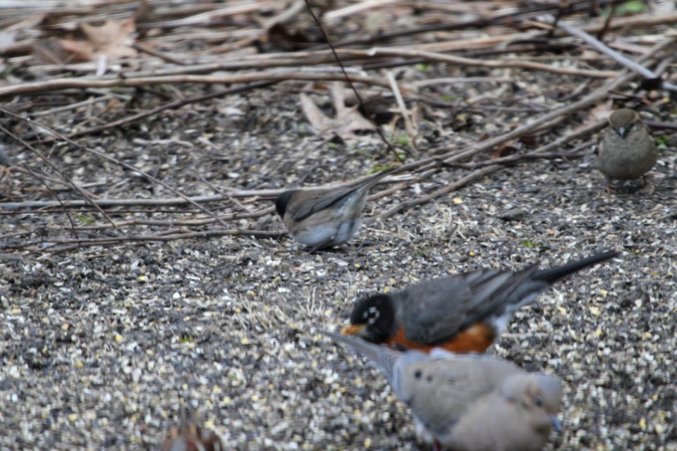 IMG 8563c Dark-eyed Junco (Oregon?) Hse Kankakee IL 4-4-2018