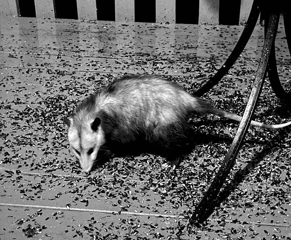 Day 44 - Night Visitor