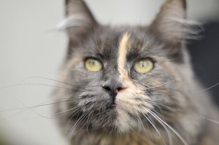 Domestic cat kitten charming photo