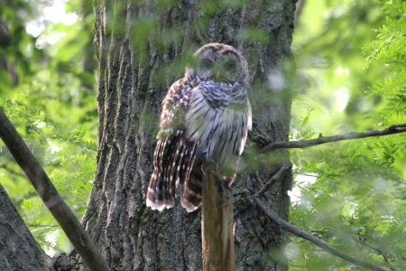 IMG 1098c Barred Owl LaSalle FWA IN 7-23-2018