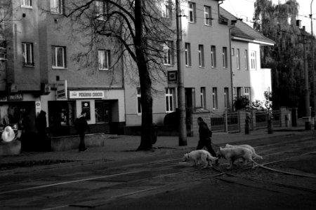 Praktica BX20 - Three White Dogs