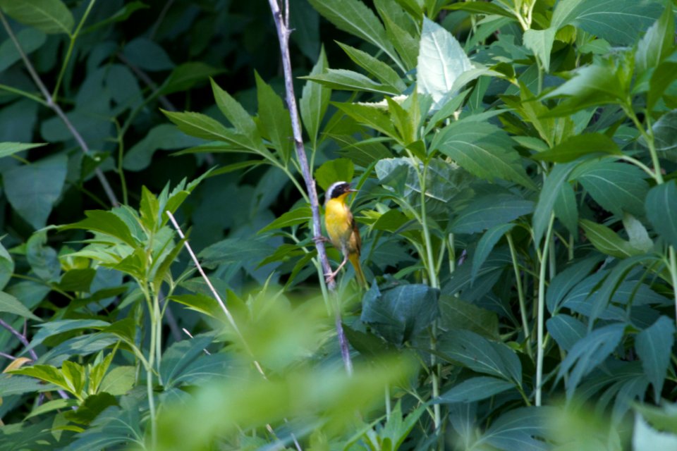 IMG 0710c Common Yellowthroat LeVasseur Park Kankakee IL 6-29-2018