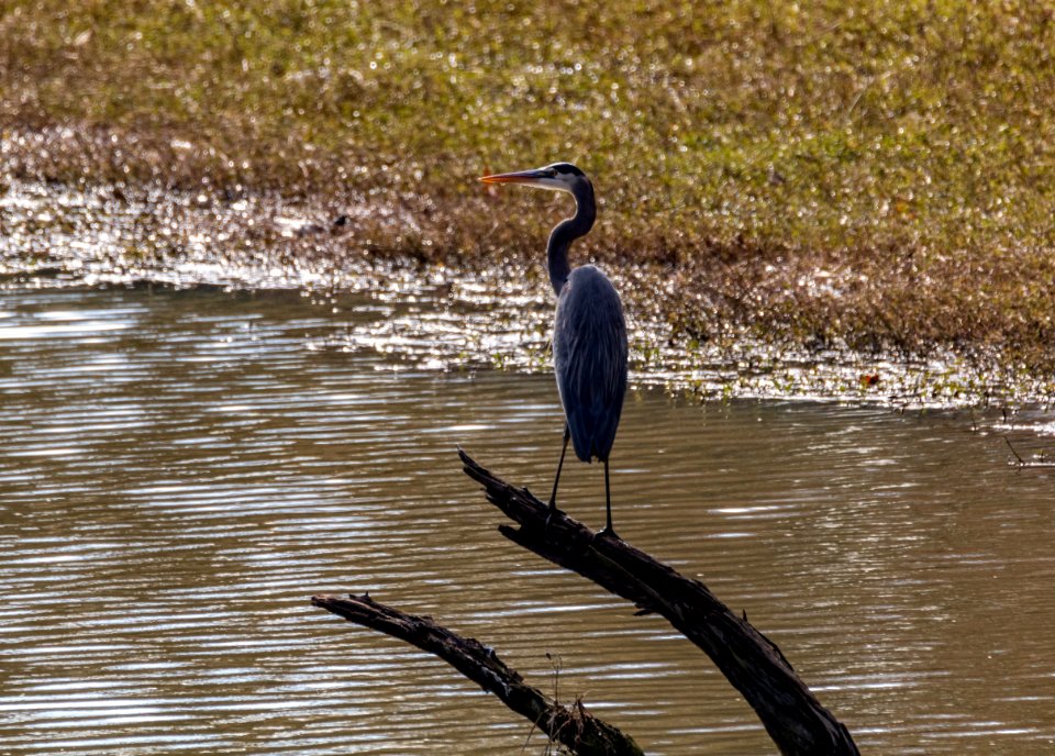 Blue Heron at the Ocmulgee National Monument