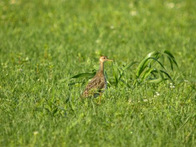 DSCN0162c Upland Sandpiper H & E Sod-Momence IL 7-18-2018
