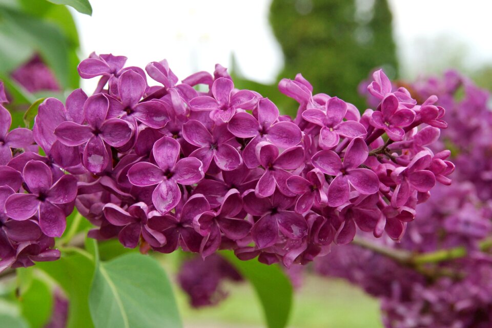 After the rain spring beautiful