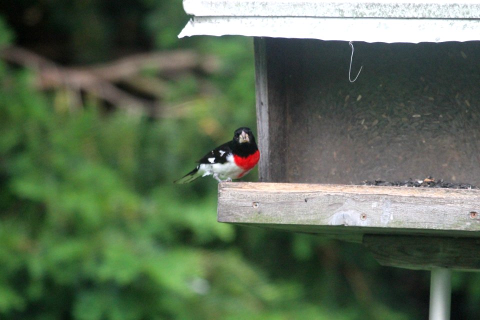 IMG 0320c RB Grosbeak Hse Kankakee IL 6-8-2018