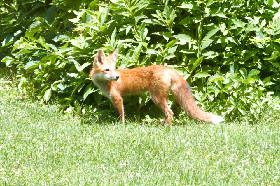 IMG 0643c Red Fox Hse Kankakee IL 6-27-2018