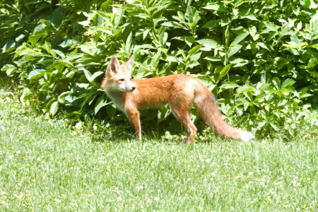 IMG 0643c Red Fox Hse Kankakee IL 6-27-2018 photo