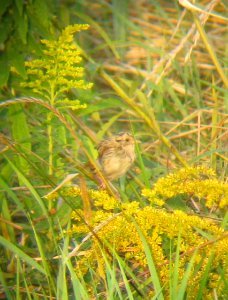 IMG 1008 c Le Conte's Sparrow (Juv #1) Kankakee Co IL 9-6-13 (Photo through Bins)