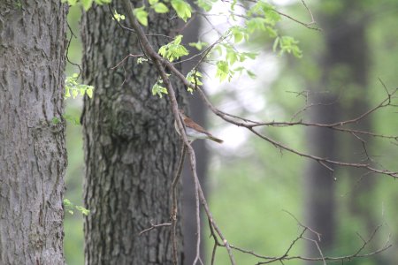 IMG 9688c Veery Hse Kankakee IL 5-11-2018