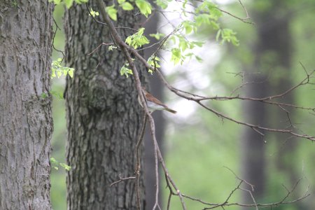 IMG 9688c Veery Hse Kankakee IL 5-11-2018 photo