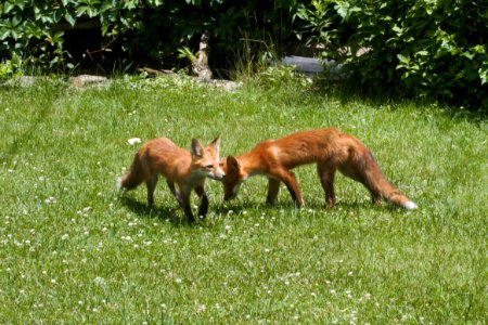 IMG 0653c Red Fox Hse Kankakee IL 6-27-2018 photo