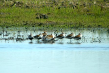 DSCN3312 c Dunlin + Semi Sandpiper   Bourbonnais IL 5-24-2014