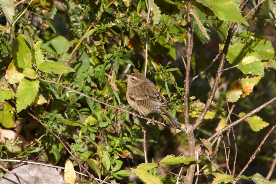 IMG 2688c Palm Warbler Dam Kankakee IL 10-22-2018