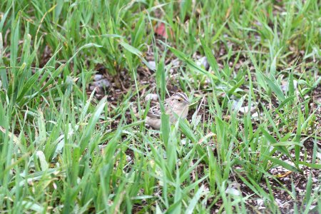 IMG 9916c Grasshopper Sparrow Willow Slough FWA IN 5-15-2018