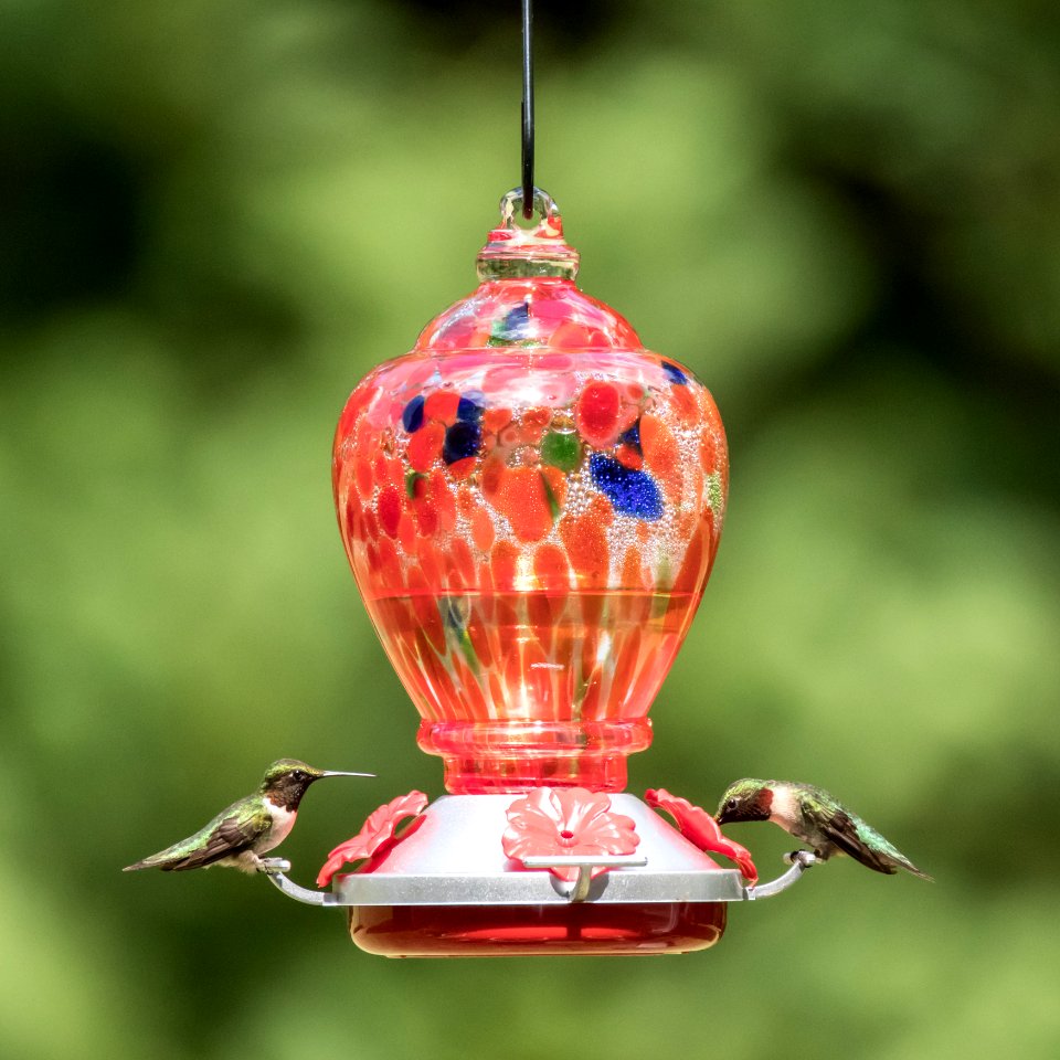 Hummingbirds