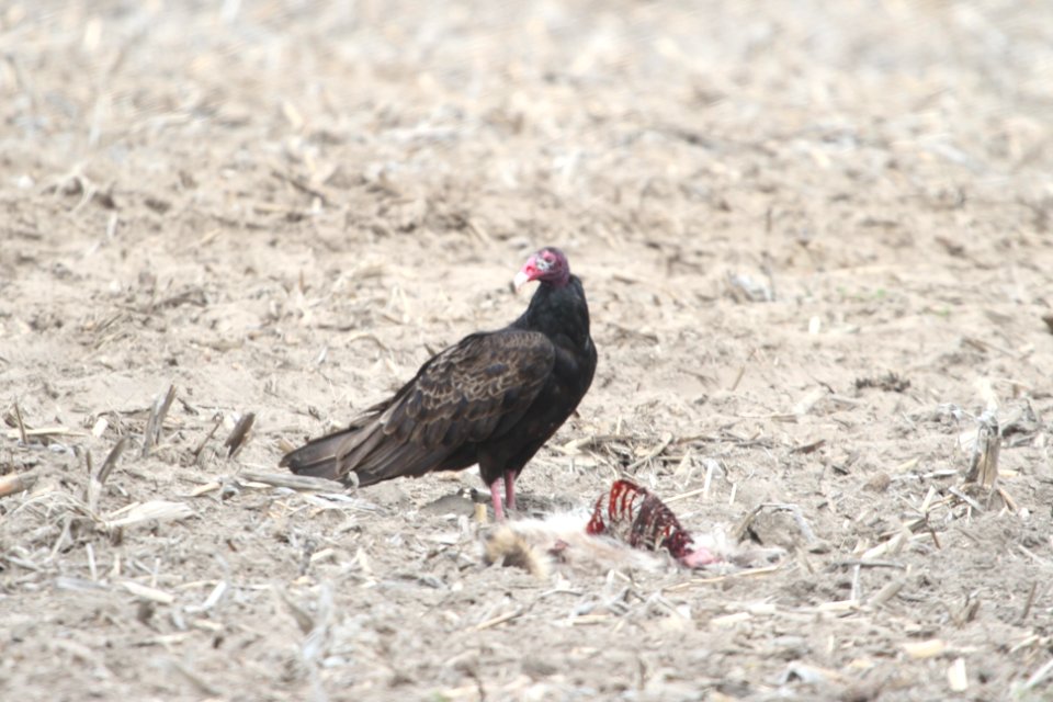 IMG 9170c Turkey Vulture Willow Slough FWA IN 4-23-2018