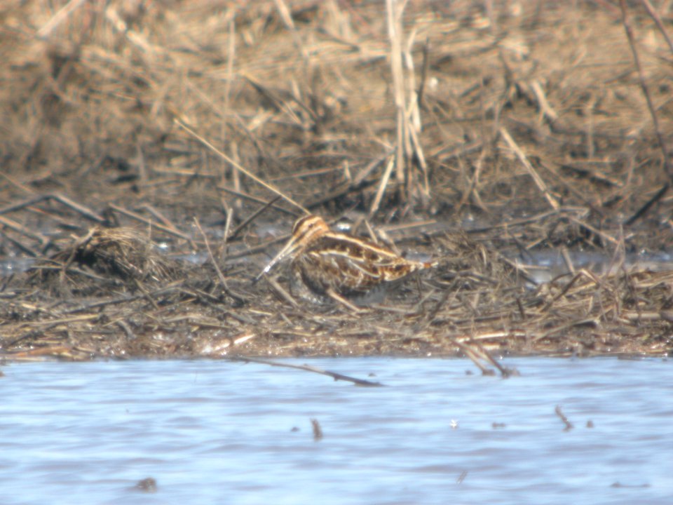 DSCN9617c Wilson's Snipe Willowhaven Area Kankakee Co IL 4-7-2018