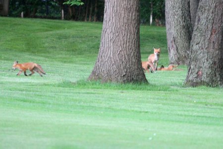 IMG 0091c Red Fox Hse Kankakee IL 5-23-2018