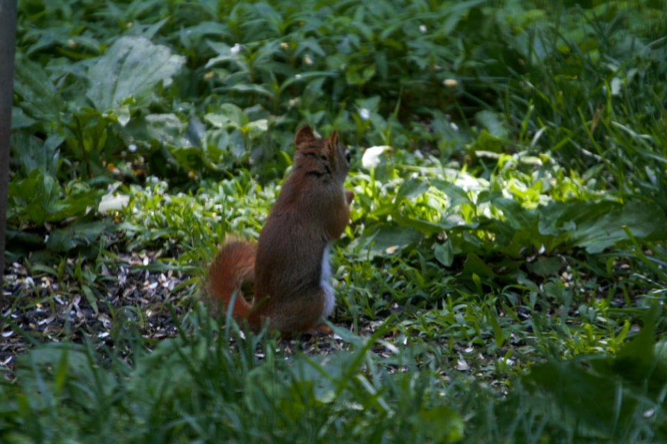 IMG 0243c Red Squirrel Hse Kankakee IL 6-1-2018