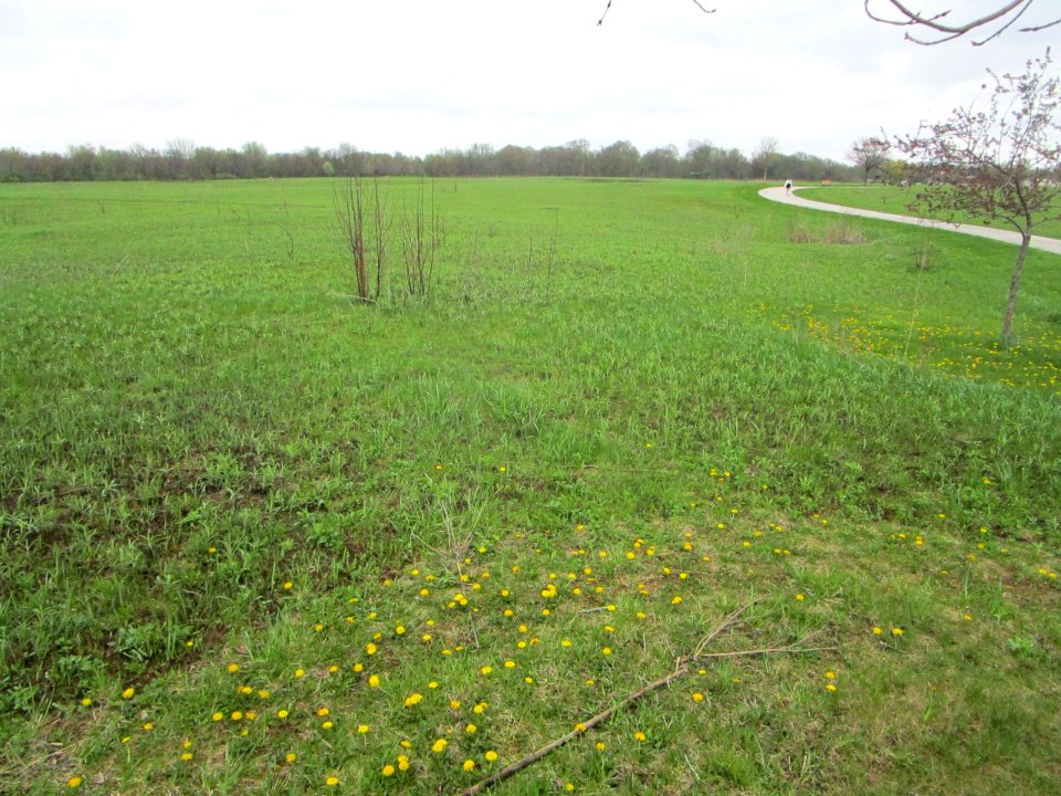 IMG 0055c Perry Farm Prairie Bourbonnais IL 5-3-2018