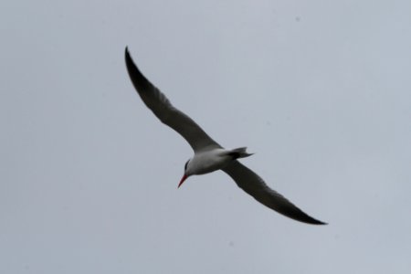 IMG 8938c Caspian Tern Braidwood Lake IL 4-16-2018