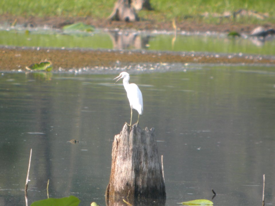 DSCN0425c Little Blue Heron LaSalle FWA-IN 8-13-2018