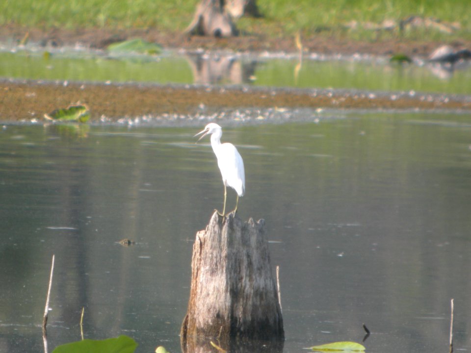 DSCN0425c Little Blue Heron LaSalle FWA-IN 8-13-2018 photo