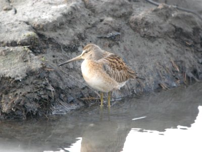 DSCN0452c Short-billed Dowitcher Potter Marsh Boardwalk Anchorage AK 8-16-2018
