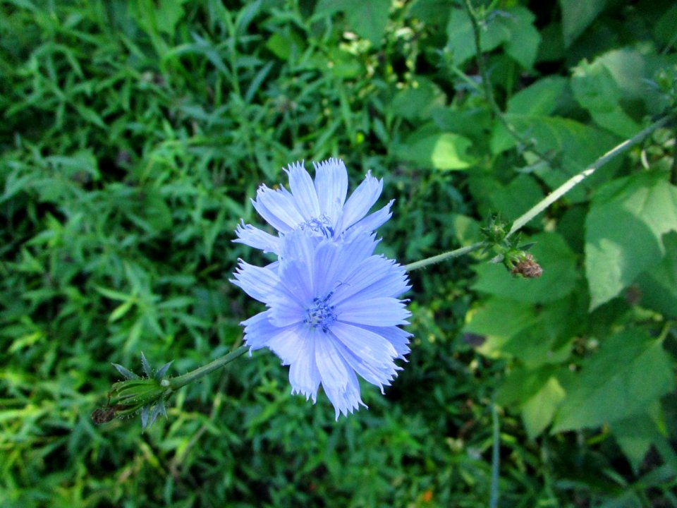 IMG 0154c Chicory LeVasseur Park Kankakee IL 6-29-2018