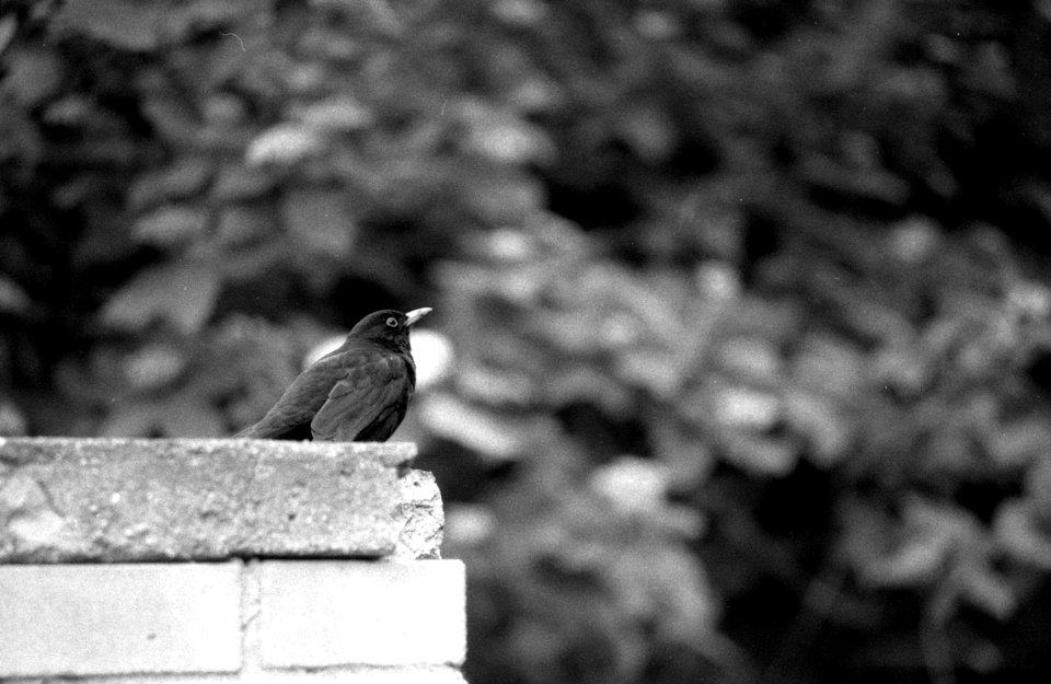 Praktica BC1 with Pentacon Prakticar 2,8/135 - Turdus merula