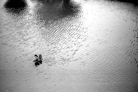 Praktica BC1 - Ducks on the Tyre in the River